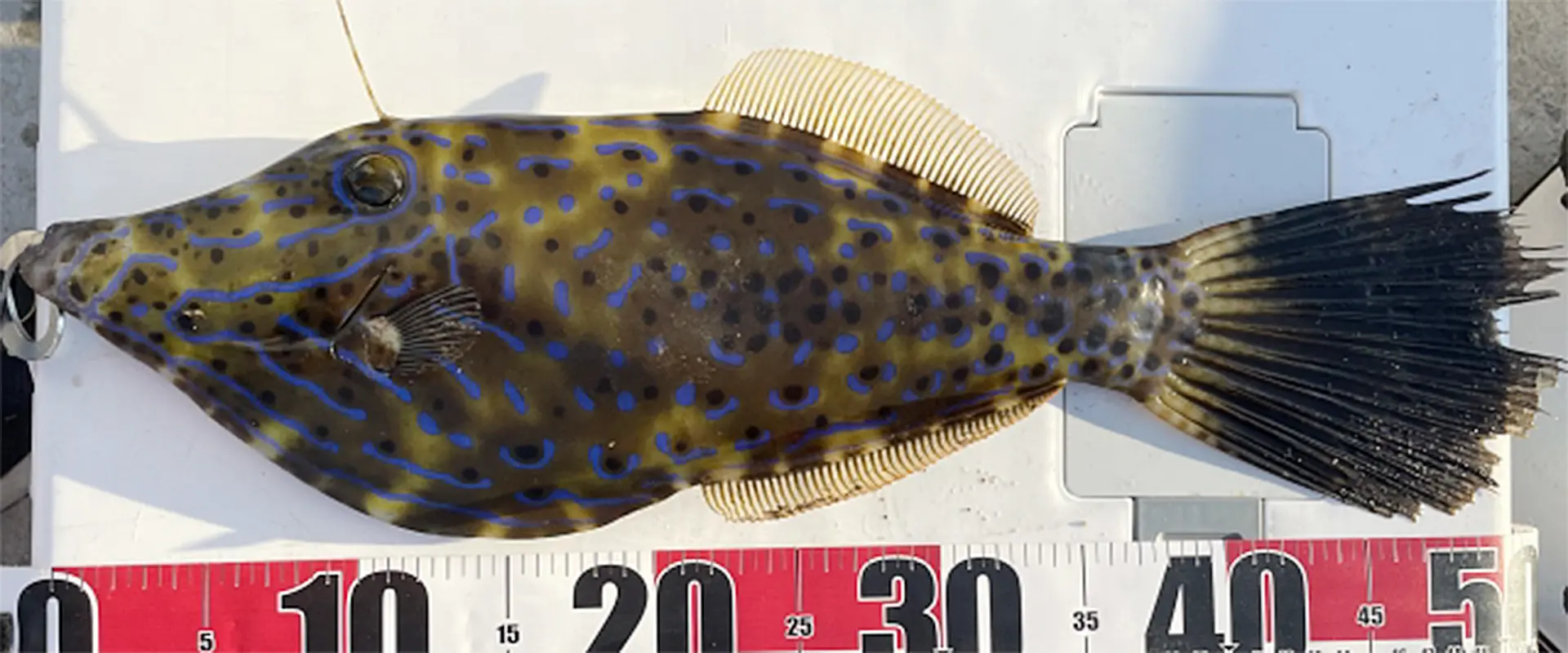 「ソウシハギ」毒の部位を食べると死亡？毒性あるの？
