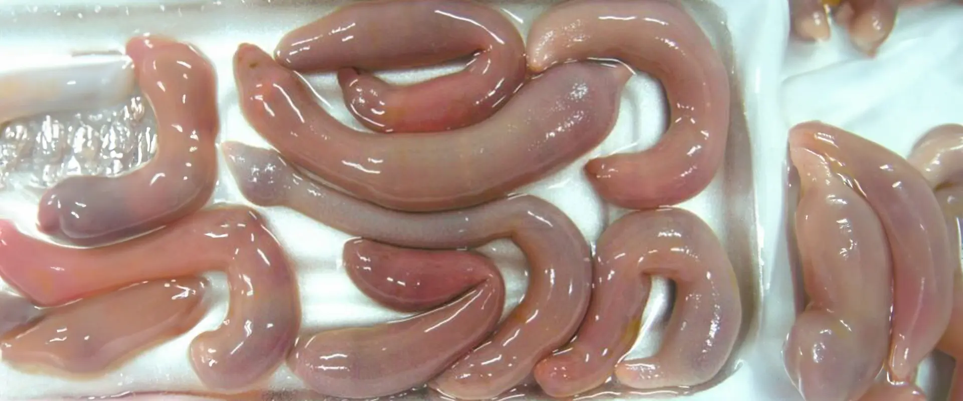 生態と特徴