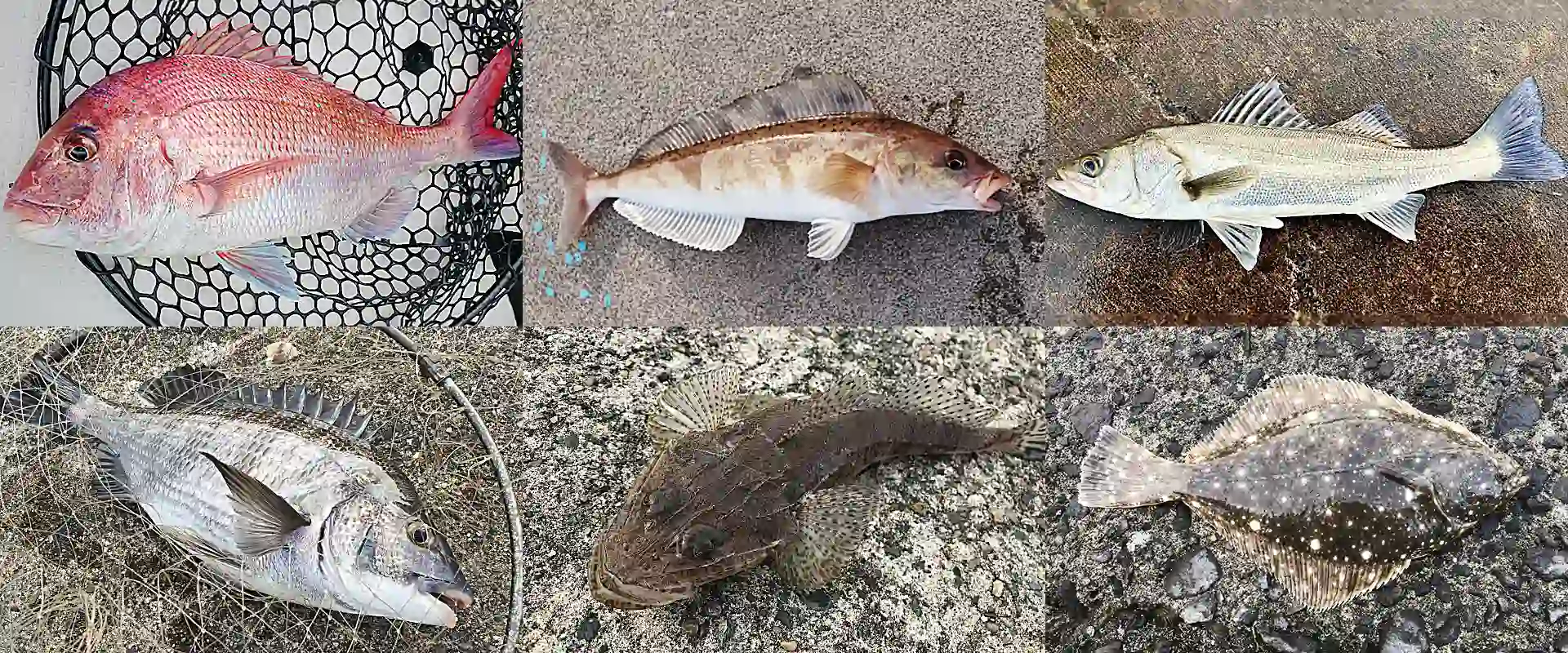 釣れる魚