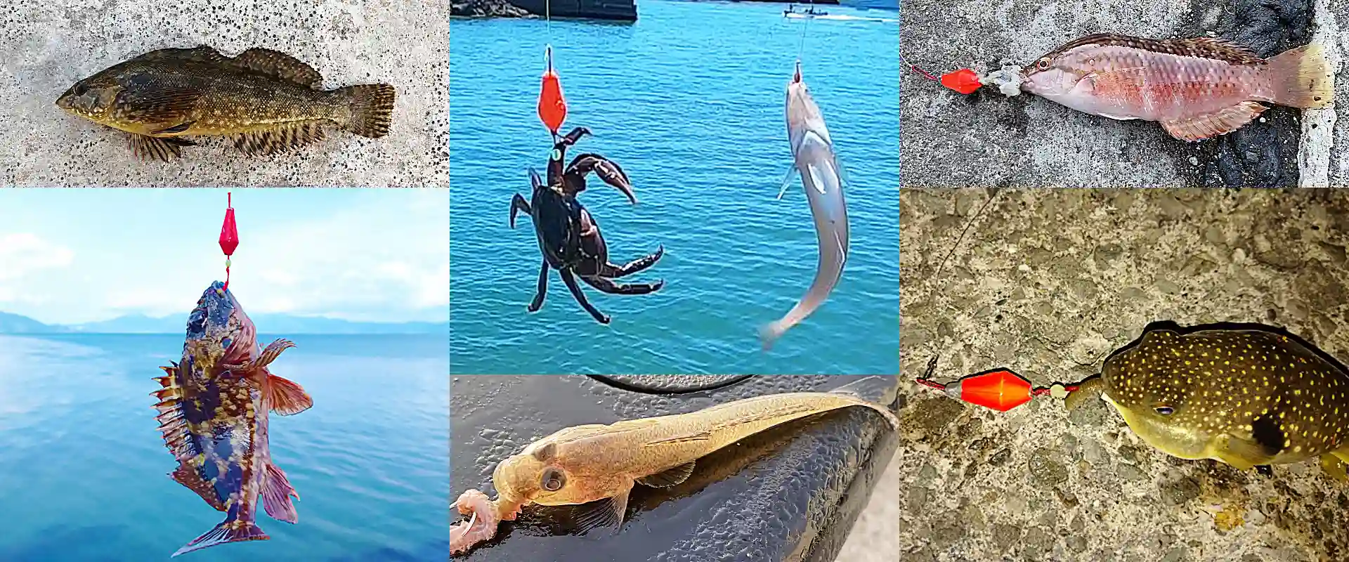 何が釣れるの?