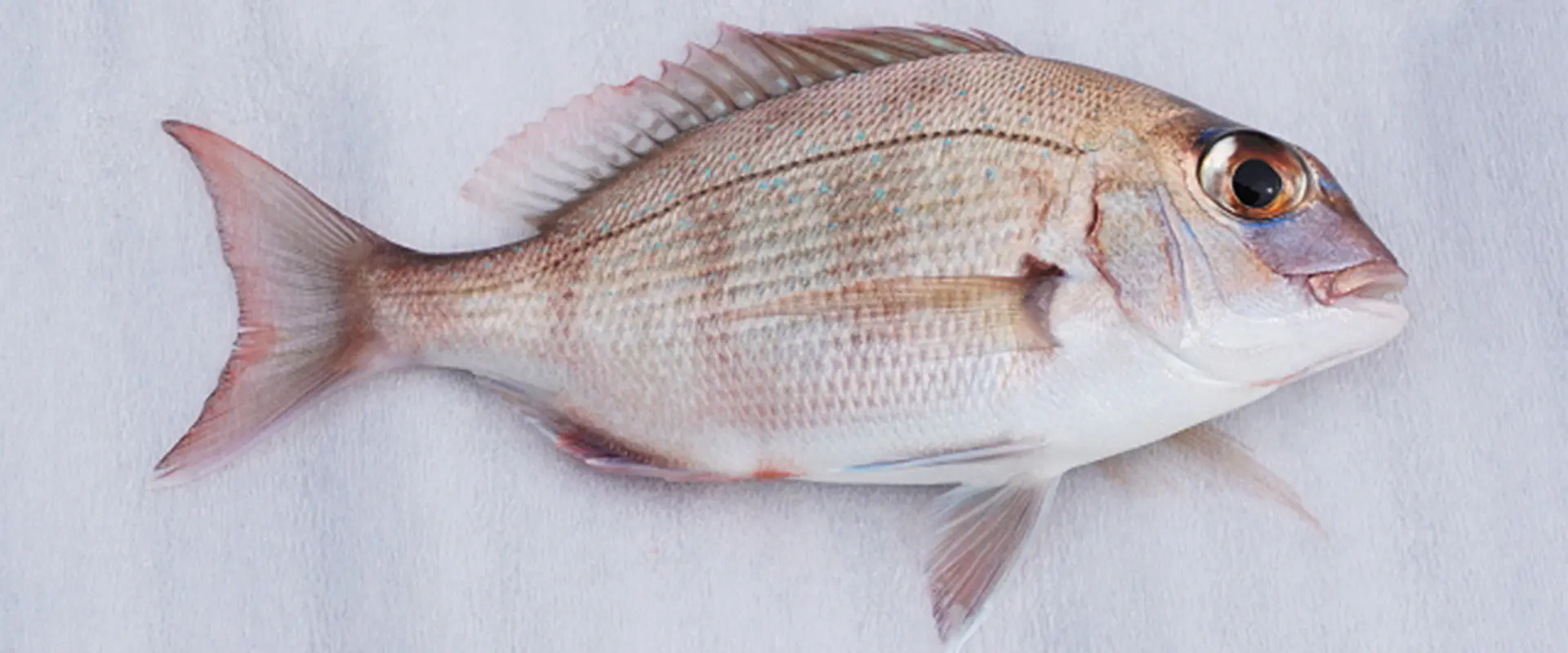 「チャリコ」とは?どんな魚なの?小さい鯛