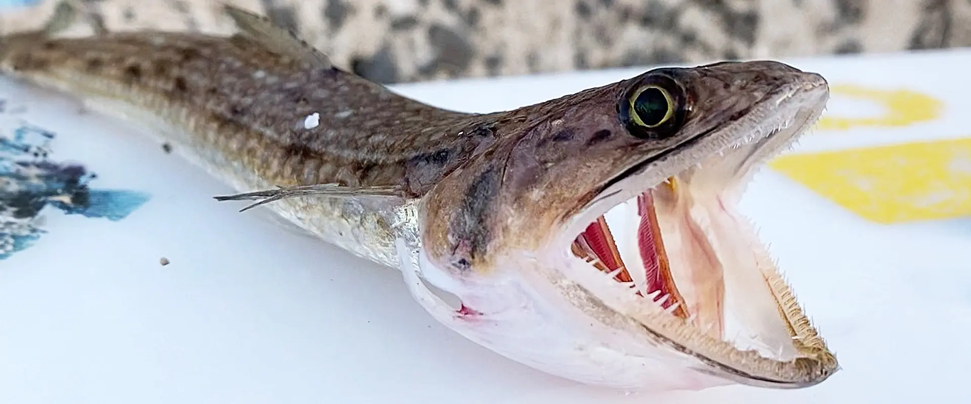 エソって魚は毒あるの?かまぼこの作り方とすり身のレシピ
