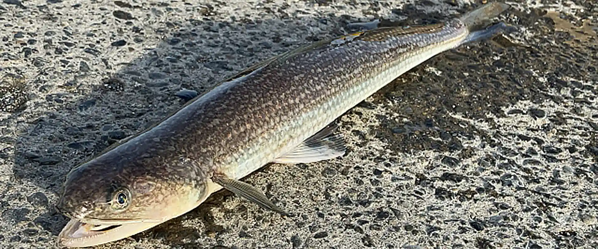 そもそも「エソ」とは?どんな魚なの?
