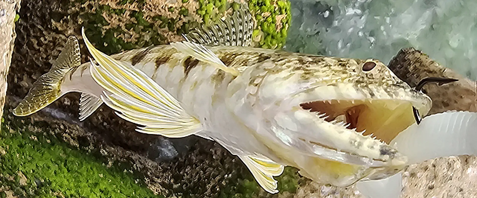 エソって魚は毒あるの?かまぼこの作り方とすり身のレシピ まとめ