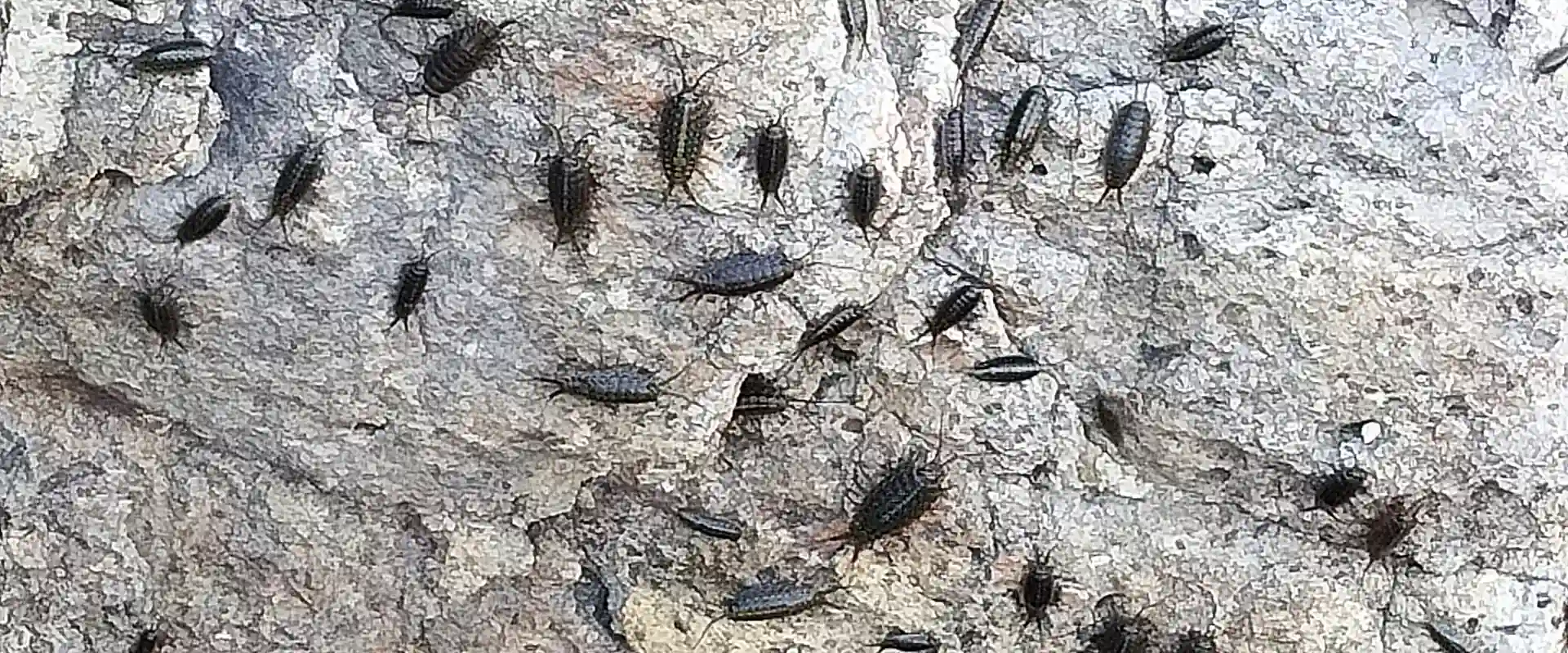 フナムシってかわいい?ゴキブリ?なぜ逃げる?天敵と食べる魚