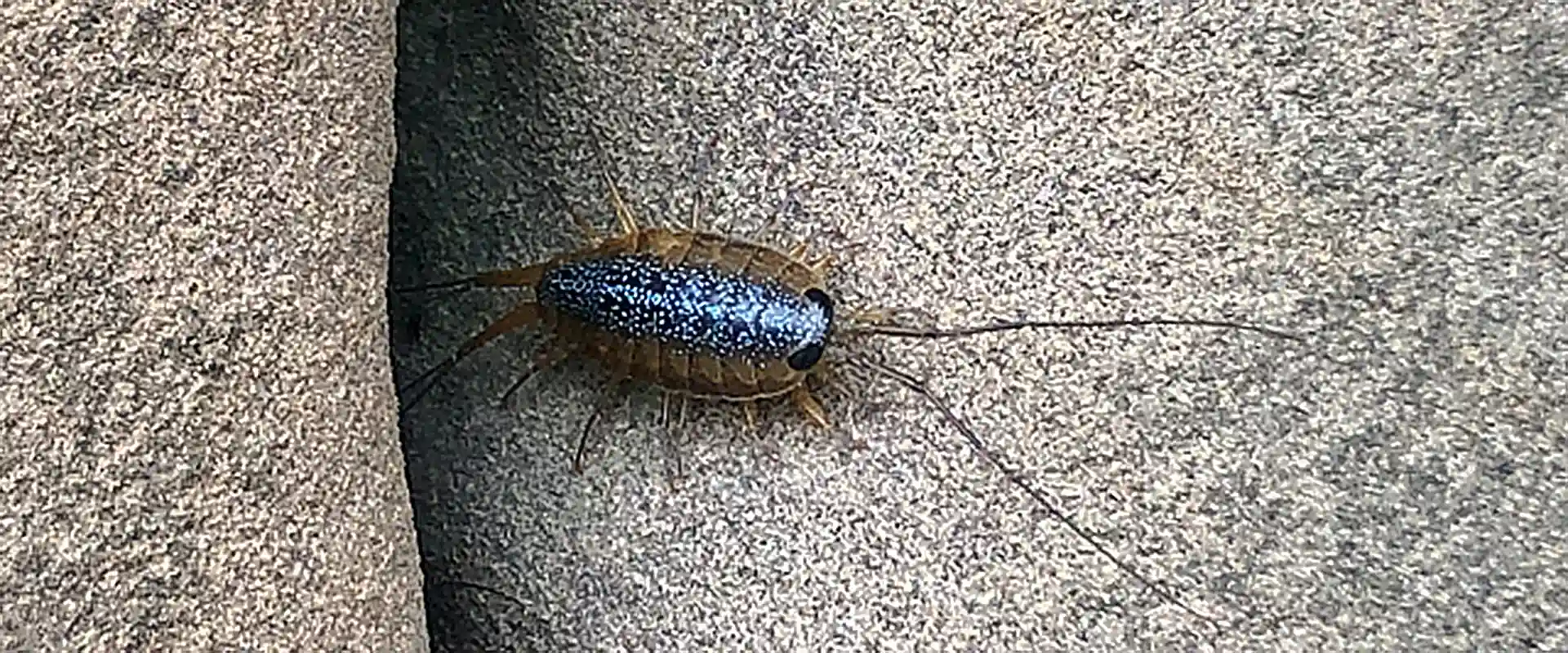 そもそも「フナムシ」とは?どんな生き物なの?