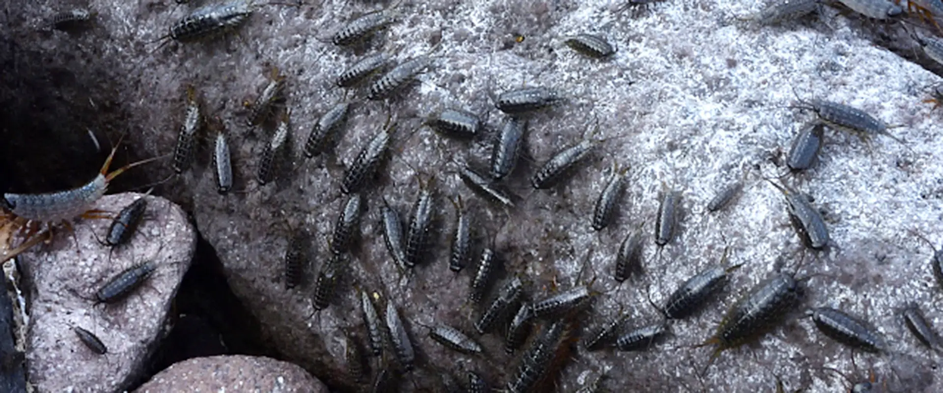 フナムシなぜ逃げる?天敵と食べる魚