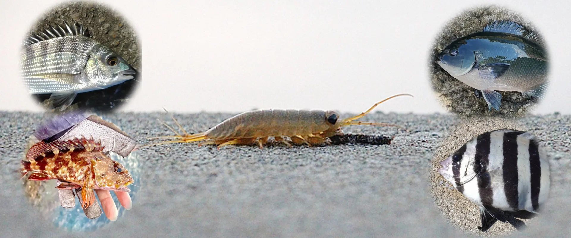 天敵は?食べる魚