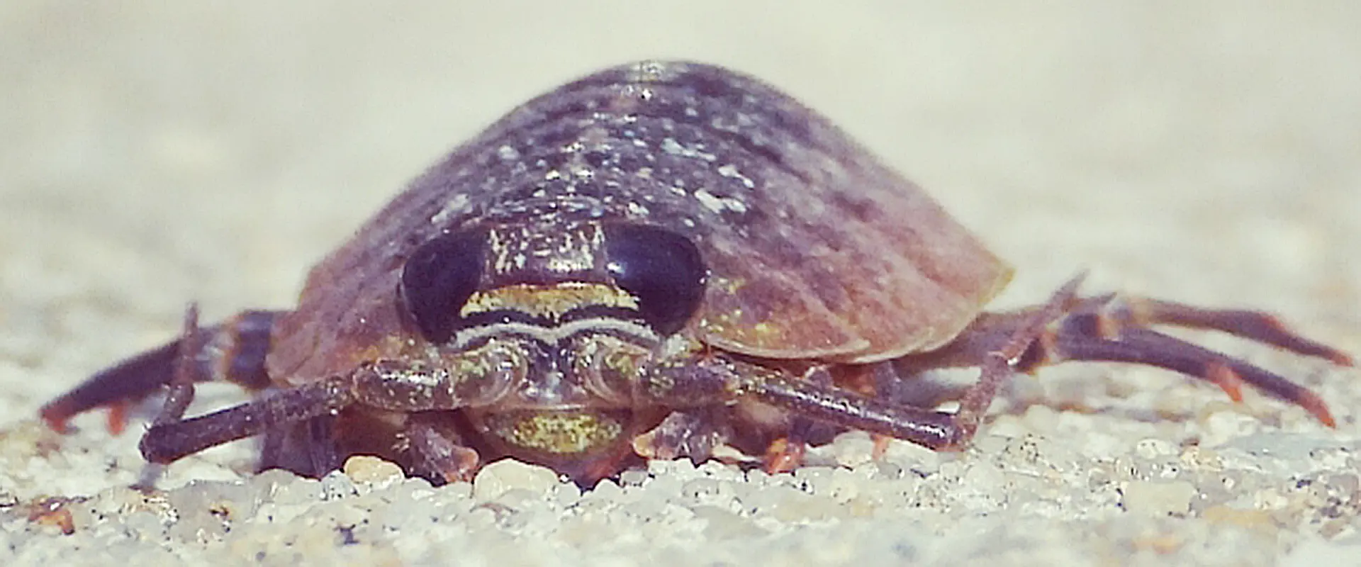 よく見るとかわいい?