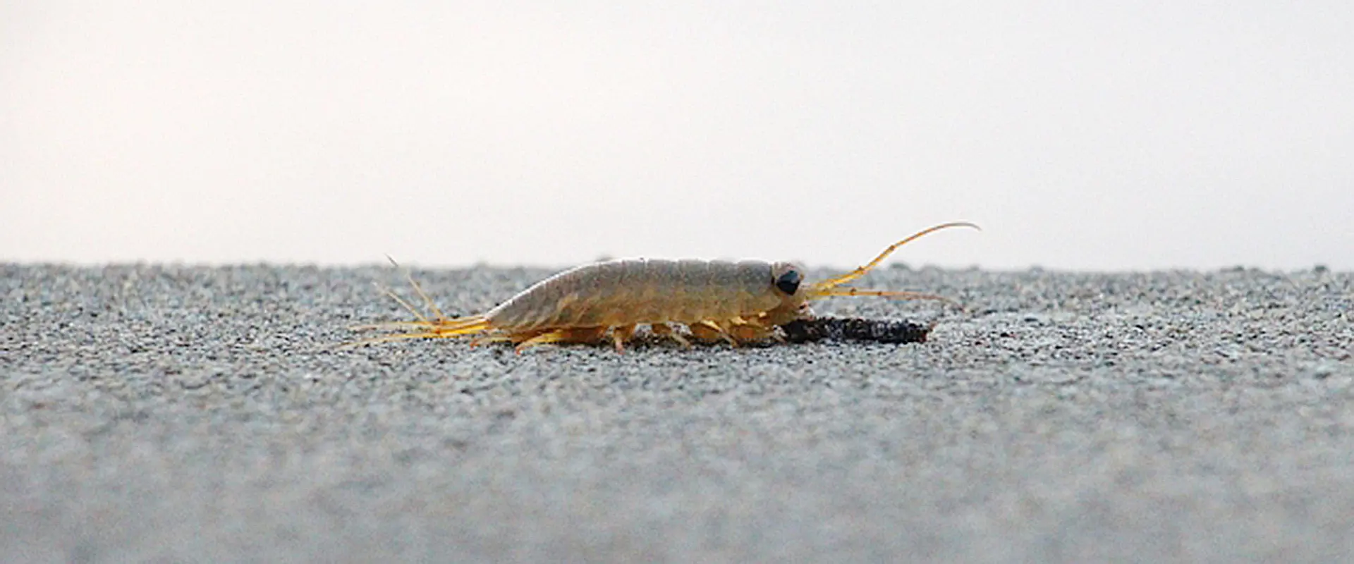 フナムシってかわいい?ゴキブリ?なぜ逃げる?天敵と食べる魚 まとめ