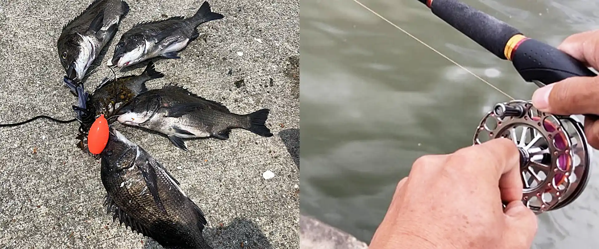 釣れる魚は?どこで取れる