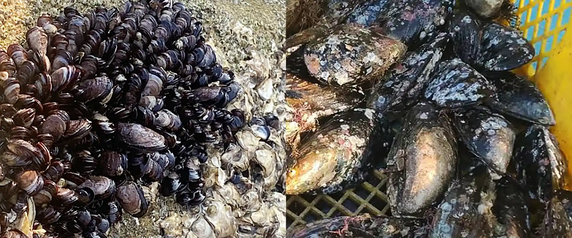 岸壁のイガイ(ムール貝)を食べると危険?カラス貝との違い まとめ