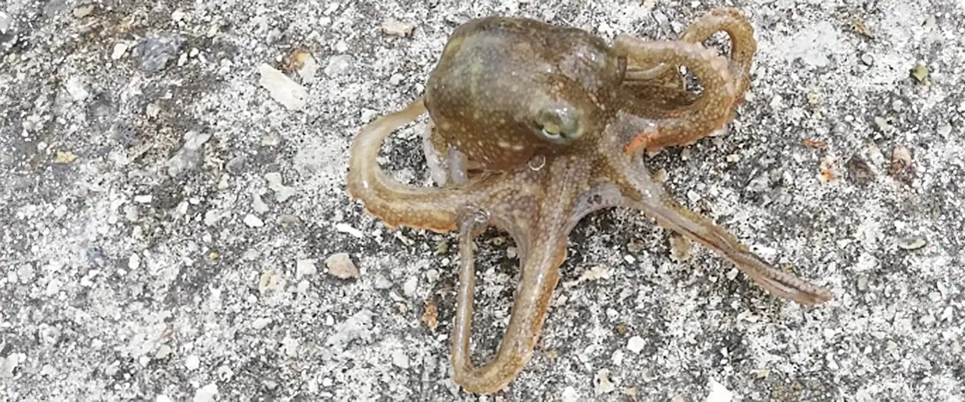 そもそも「イイダコ」とは?どんな生物?
