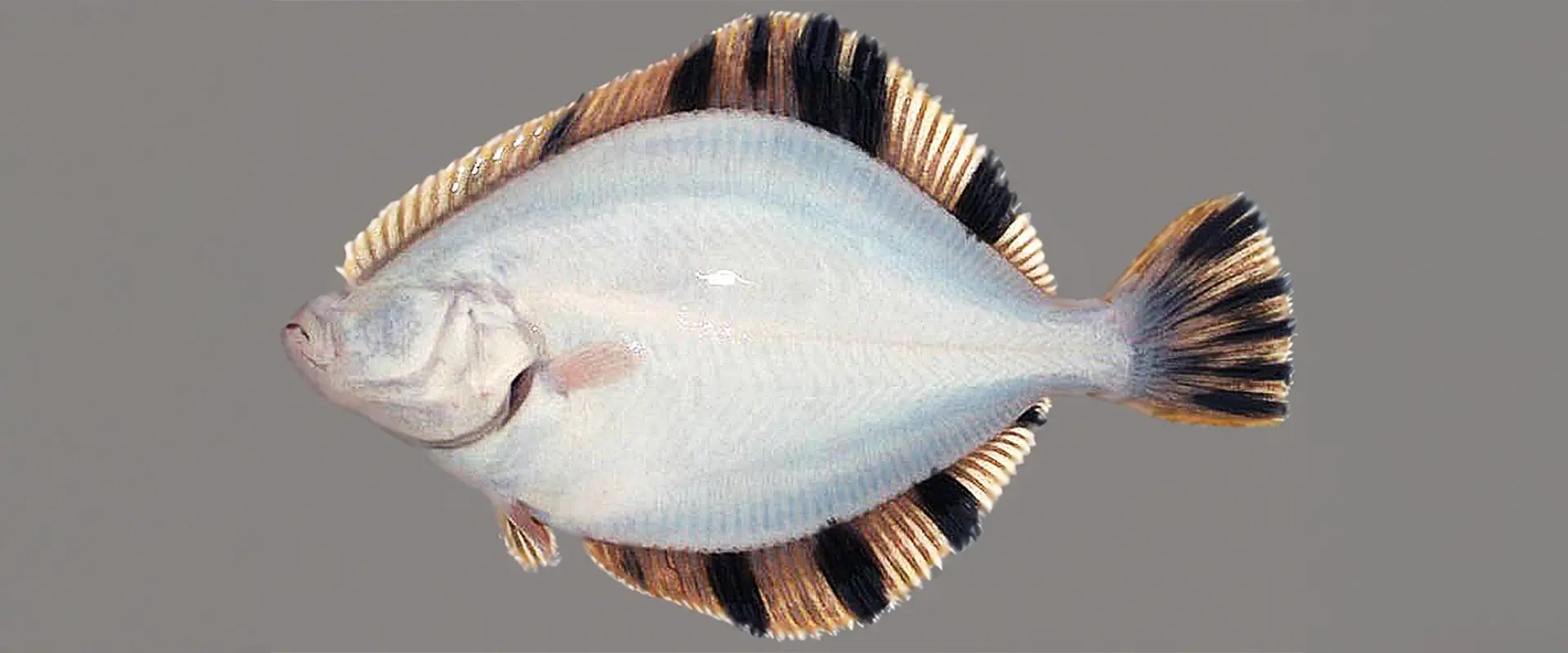 そもそも「ヌマ(カワ)ガレイ」とは?どんな魚なの?