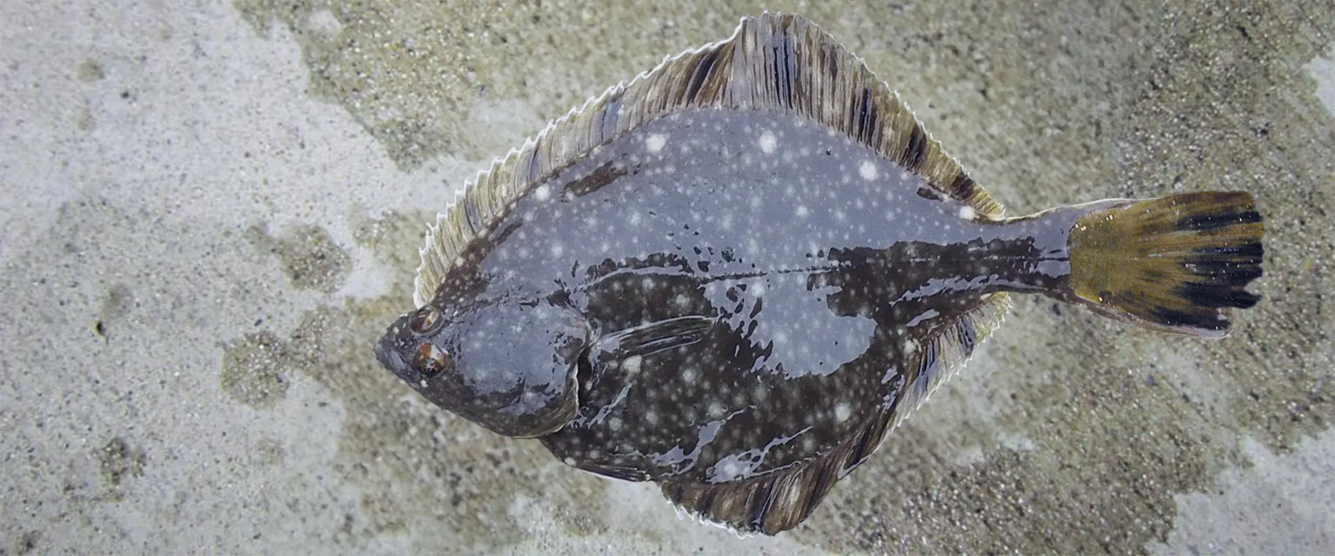 ヌマ(カワ)ガレイはまずい?田んぼいるの?食べ方は?まとめ