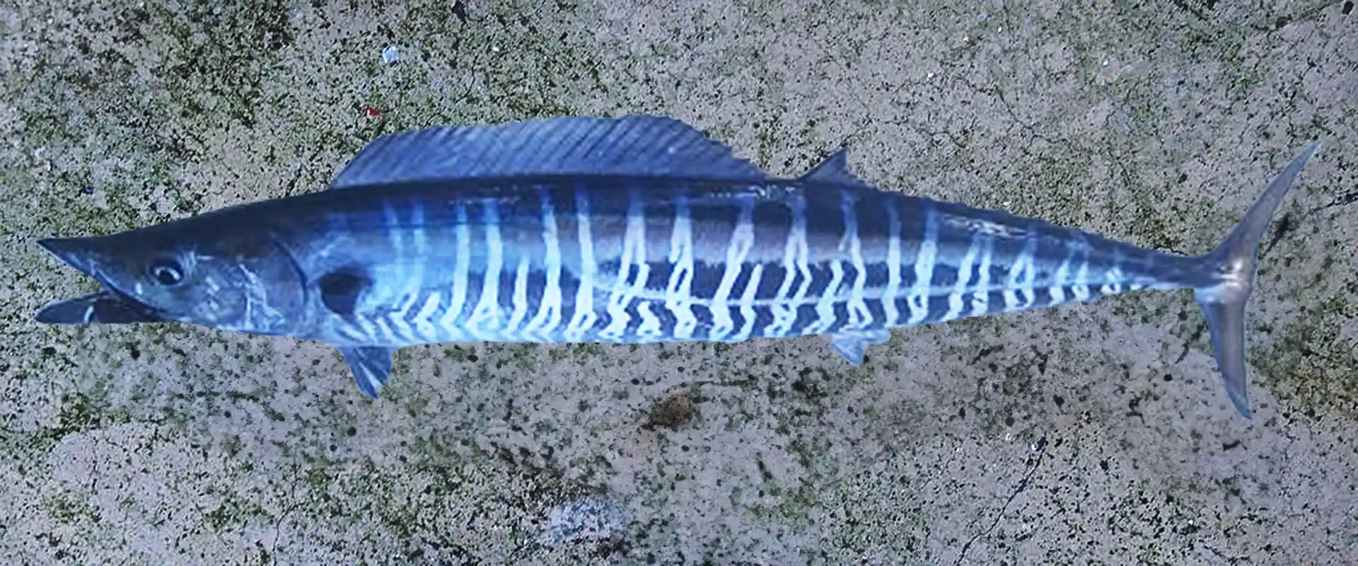 生態と特徴