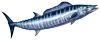 沖サワラアイコン
