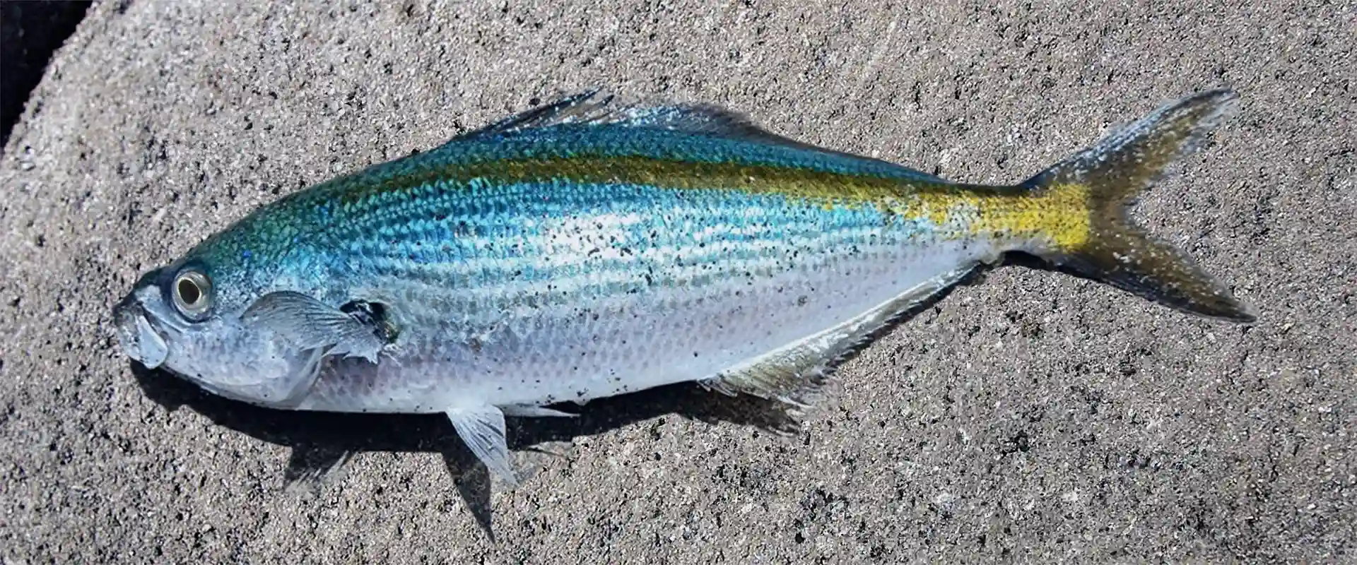 「タカベ」は高級魚?値段の相場は?