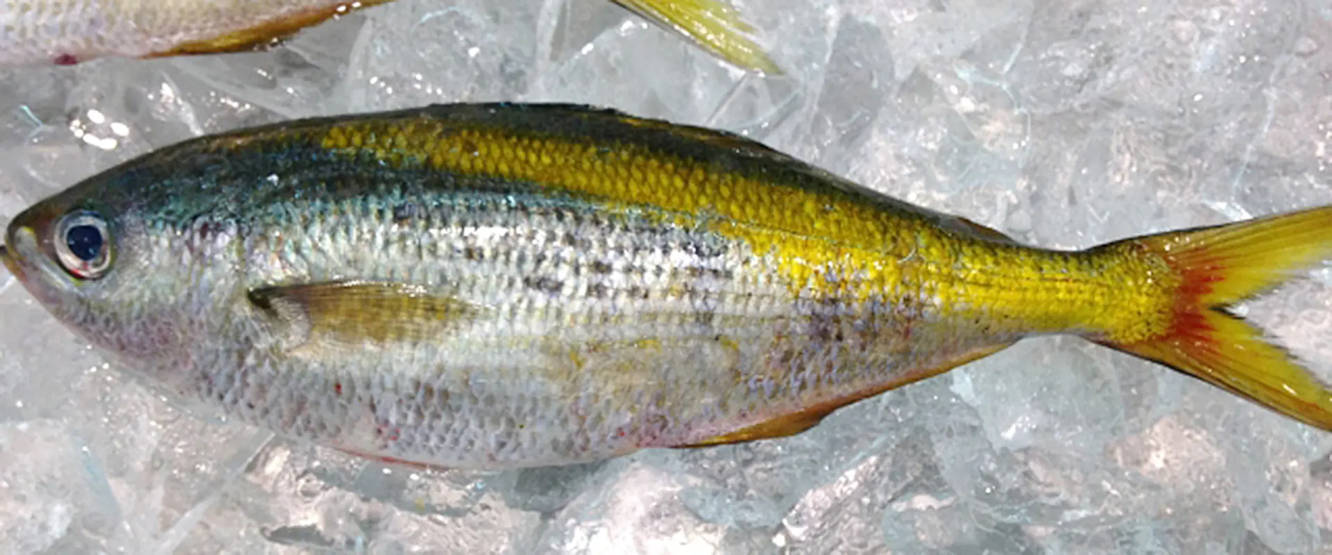 タカベは高級魚?