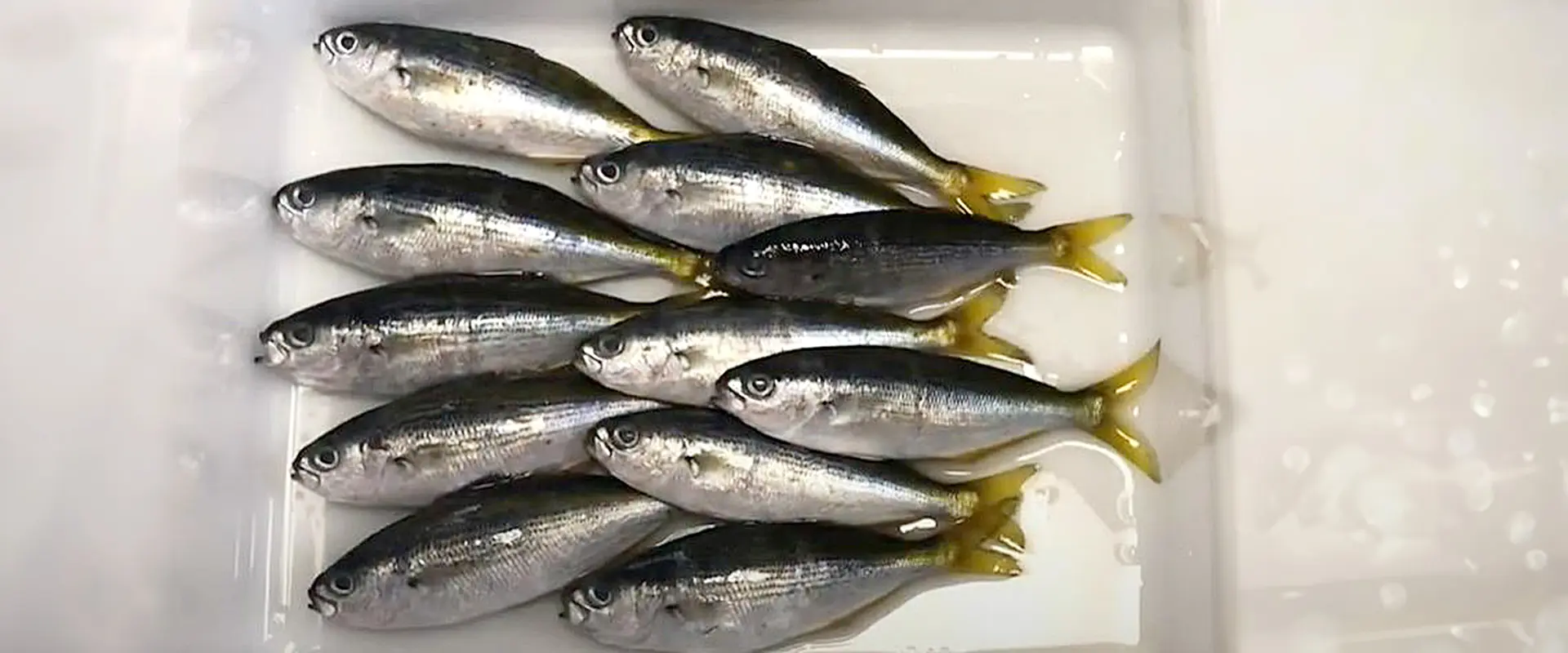 タカベの美味しい食べ方は塩焼き?刺身の味は?
