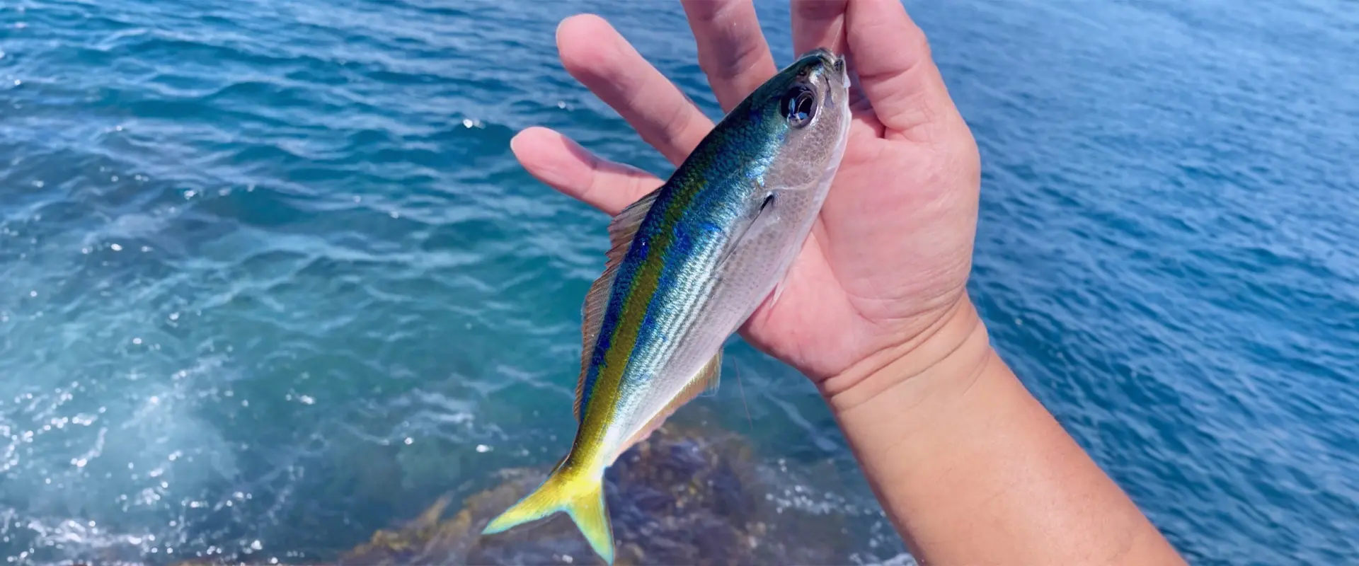 タカベって魚の食べ方は塩焼き?値段は高級?刺身の味は?まとめ