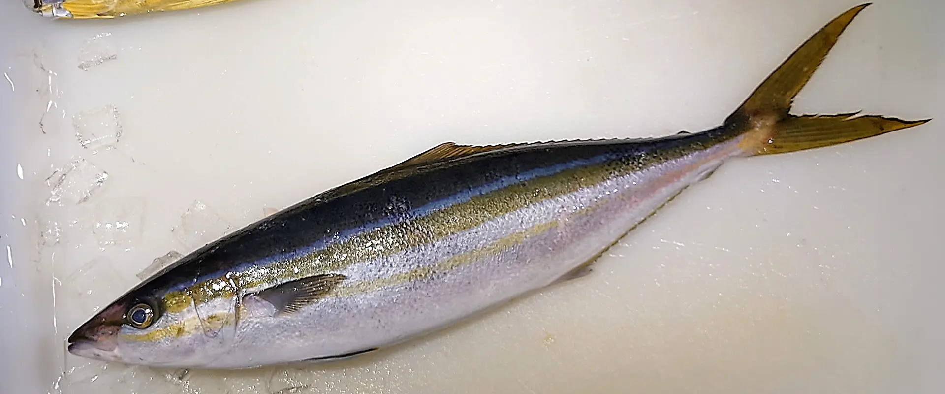 ツムブリの刺身の味は不味い?食中毒あるの?美味しい食べ方