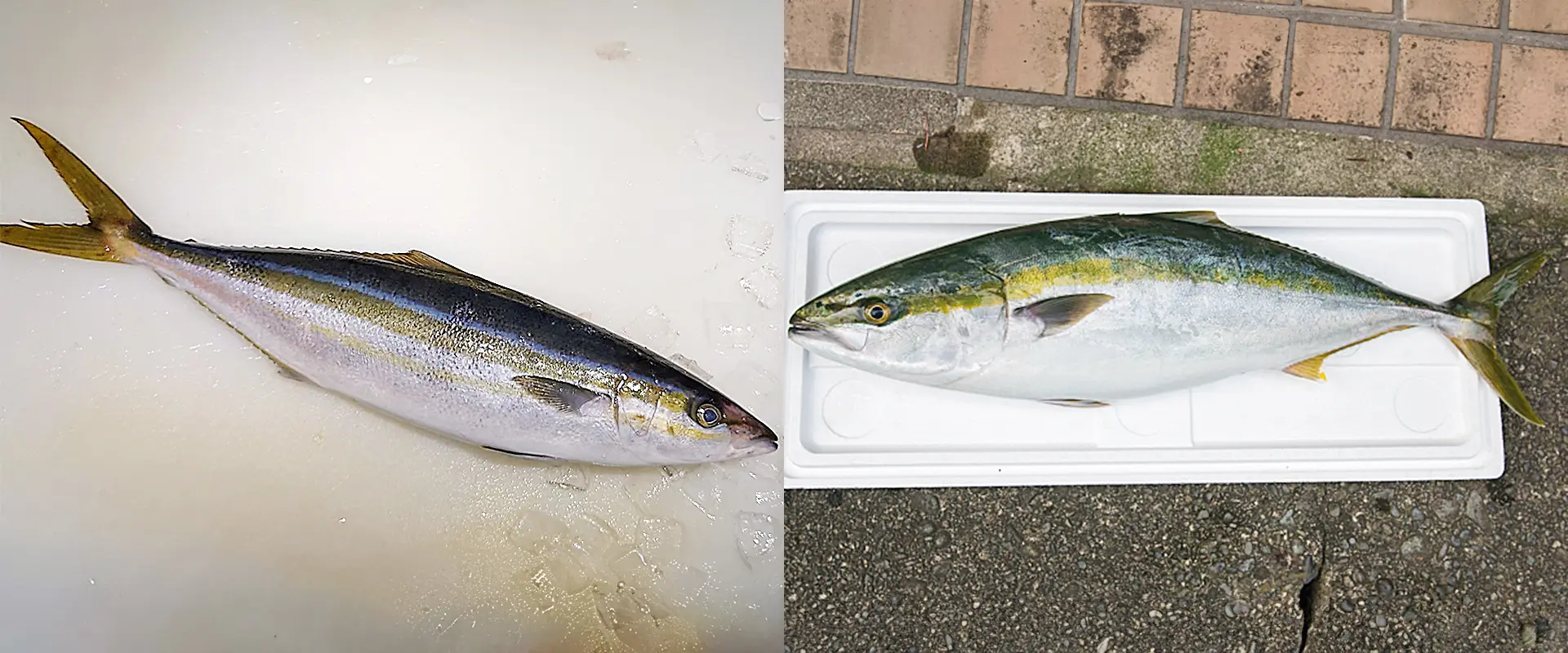 ブリとの違い