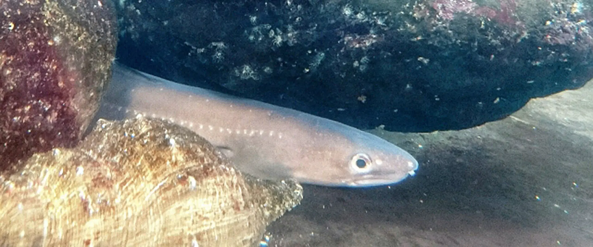 そもそも「穴子」とは?どんな魚なの?