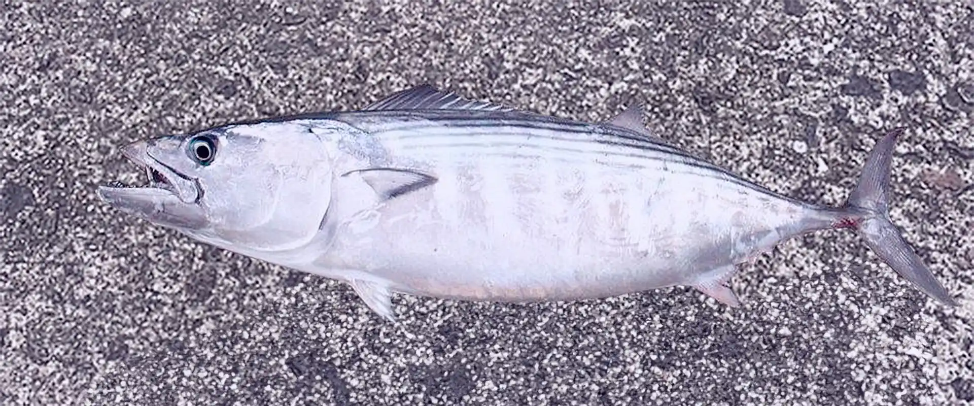 そもそも「ハガツオ」とは?どんな魚なの?