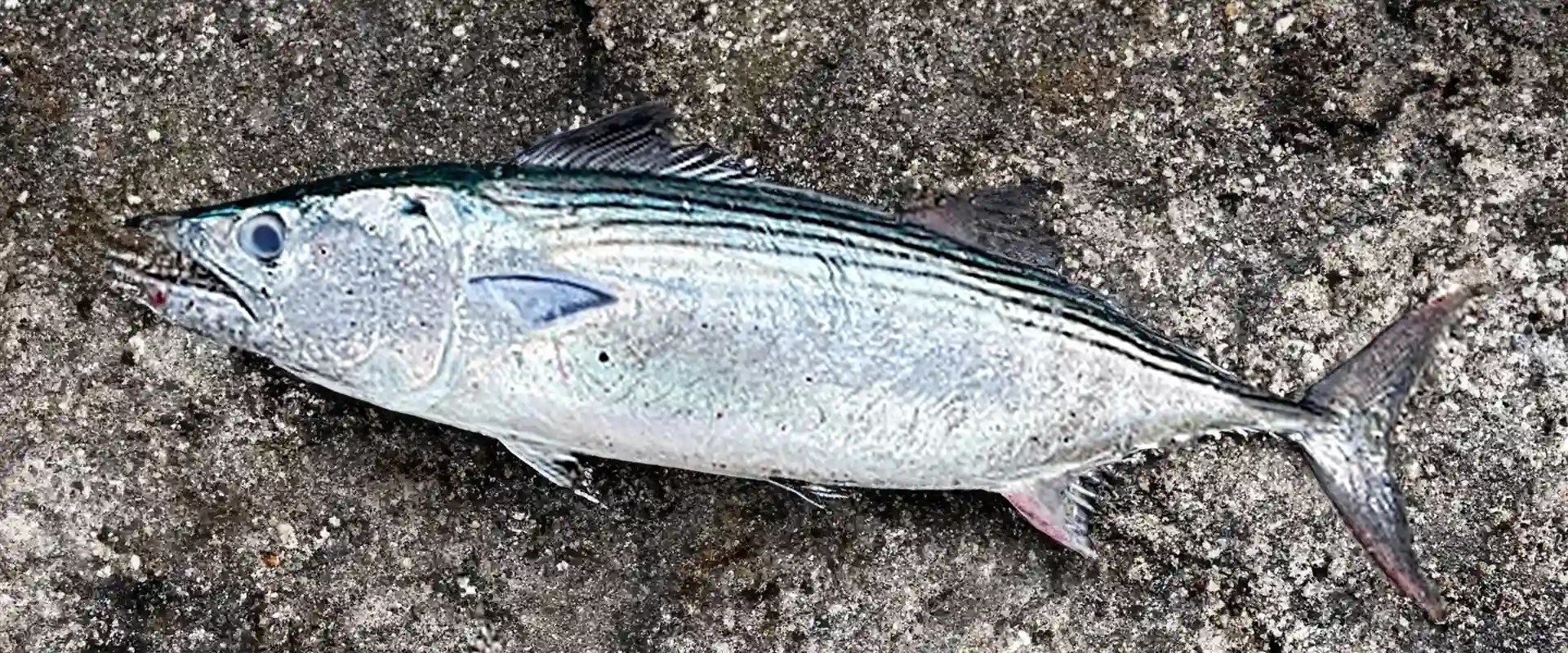 ハガツオの刺身はまずい?カツオと違いは?アニサキスいる?まとめ