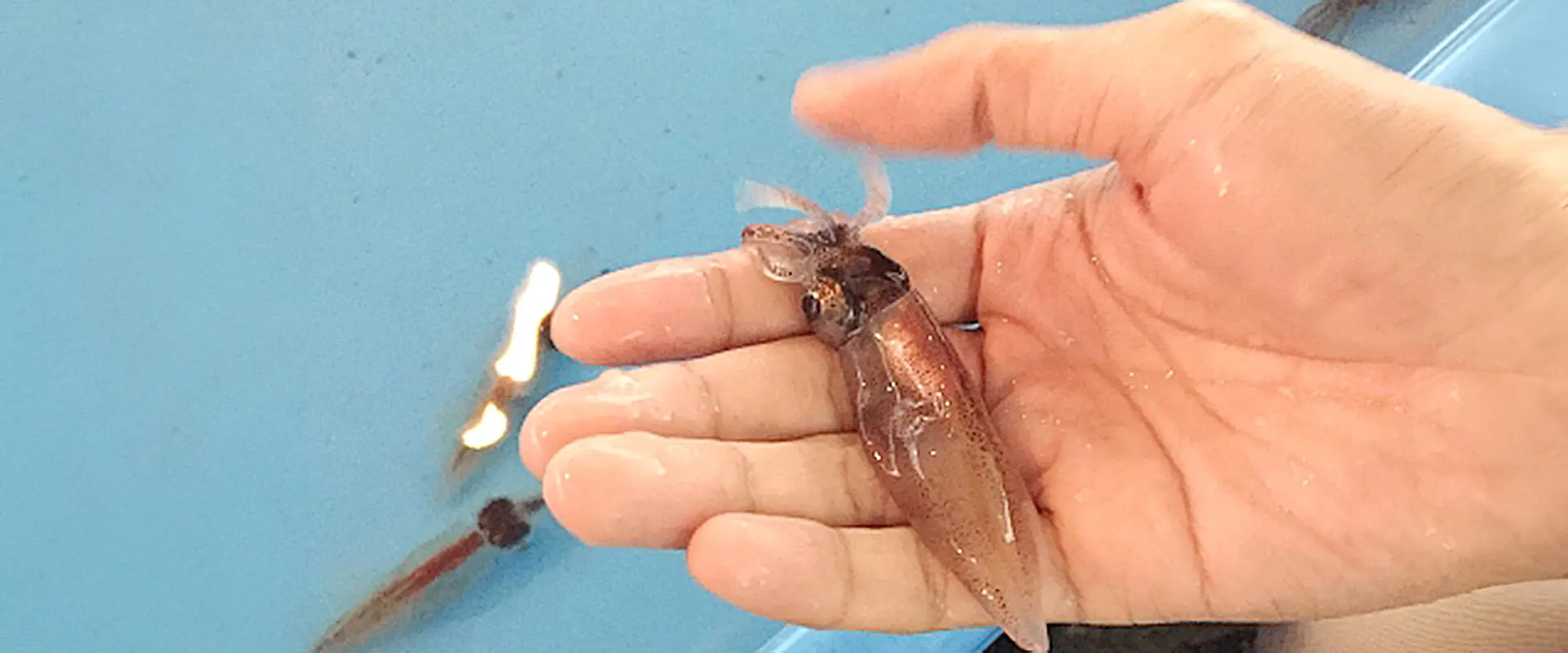 手作りのホタルイカ沖漬けは危ない!寄生虫の冷凍処理は?まとめ