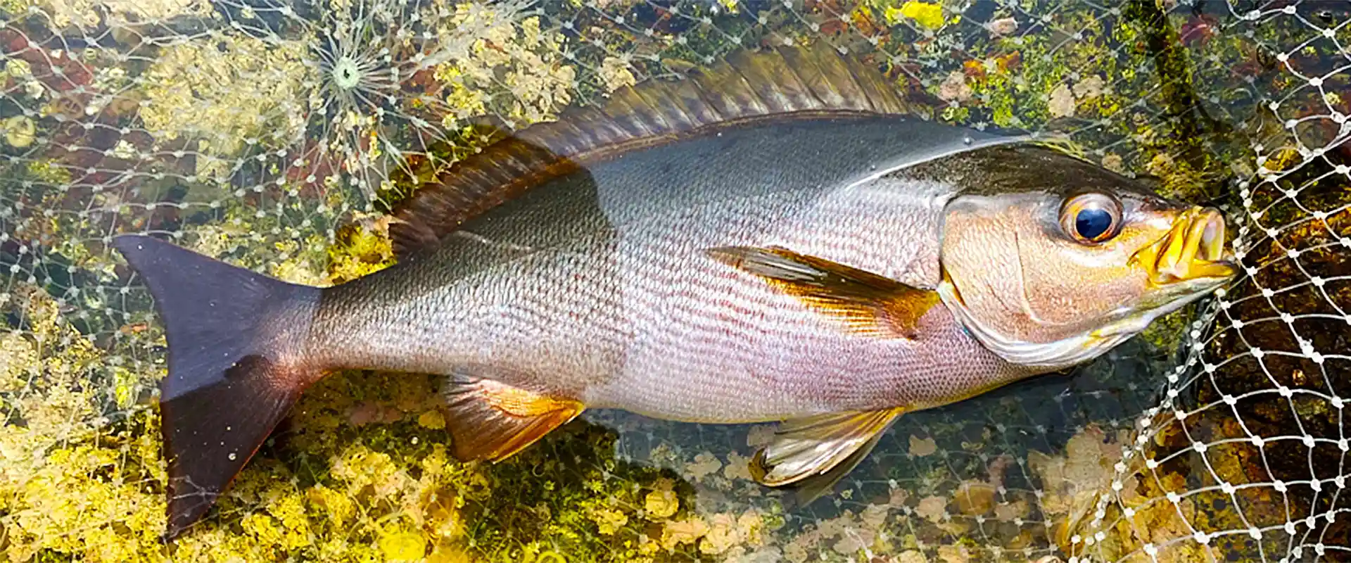そもそも「イサキ」とは?どんな魚?旬はいつ?