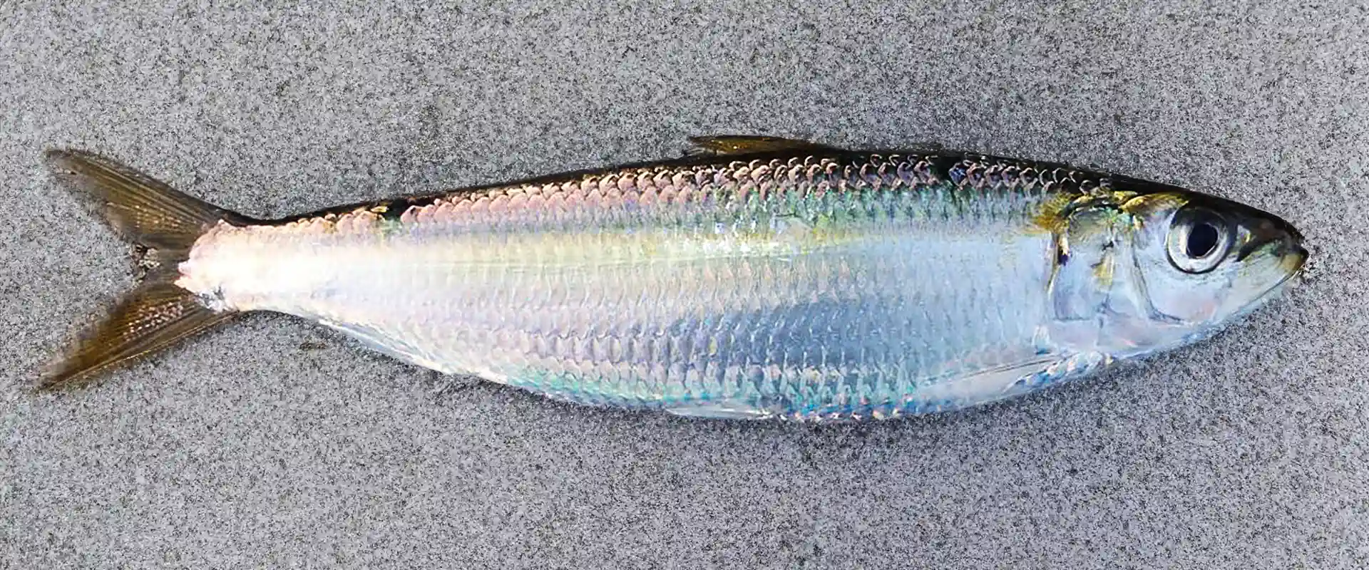 味はまずいの?ウロコと小骨
