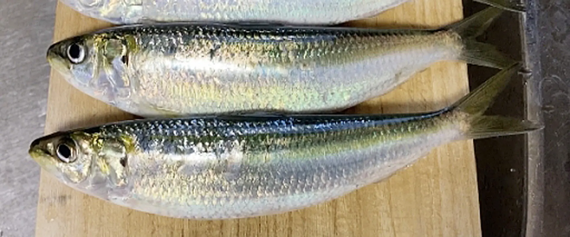カタボシイワシはまずい?美味しい食べ方は?サッパとの違い まとめ