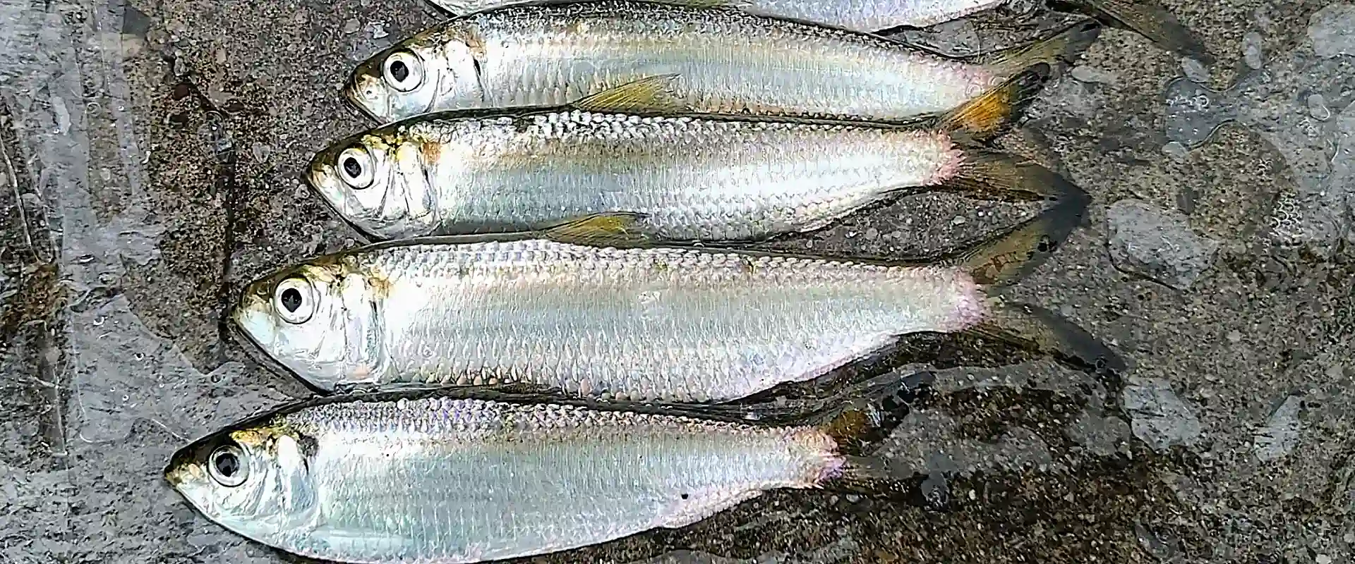 ウメイロの食べ方は刺身?アニサキスいるの?釣った魚の値段