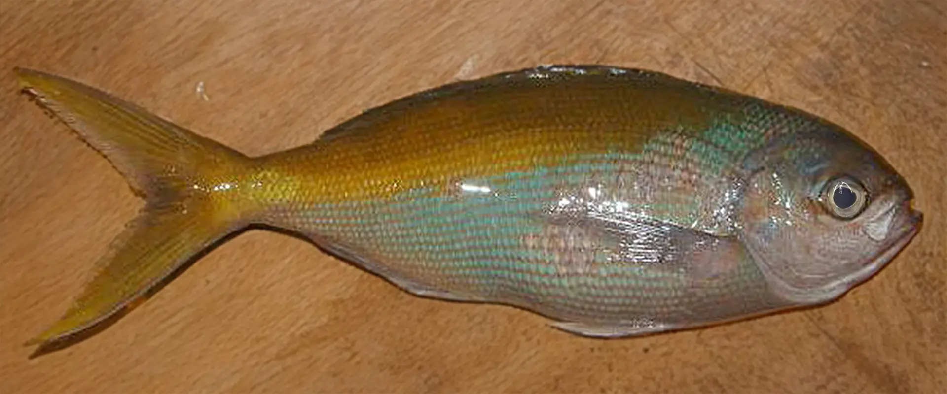 ウメイロの食べ方は刺身?アニサキスいるの?釣った魚の値段