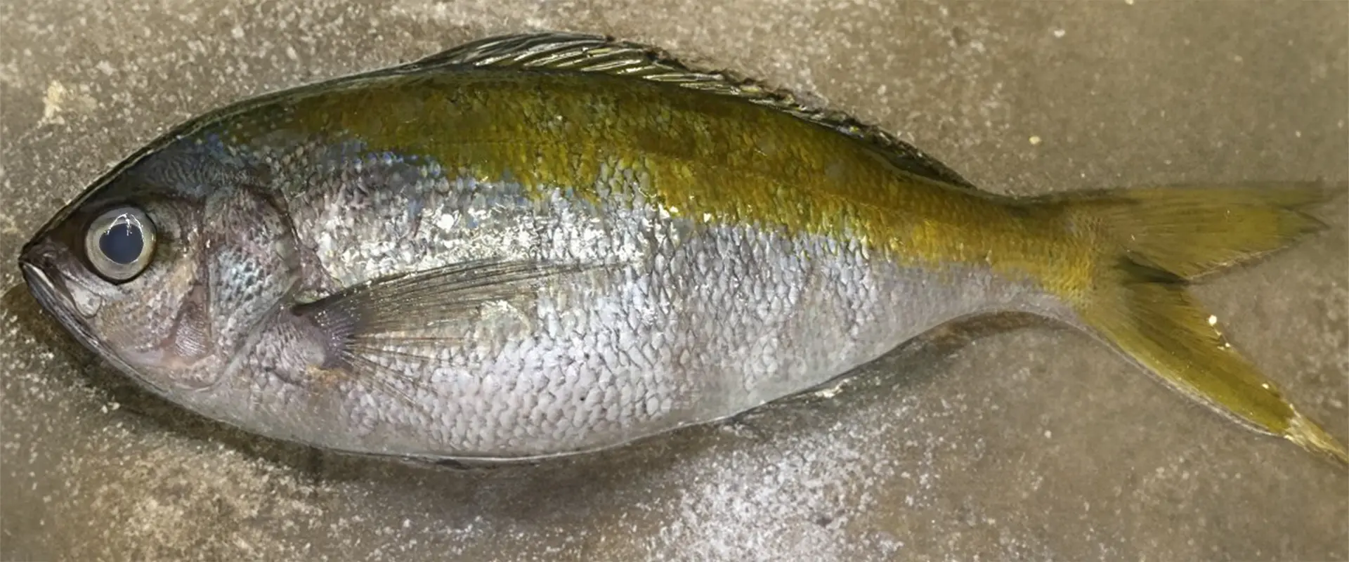 そもそも「ウメイロ」とは?どんな魚なの?