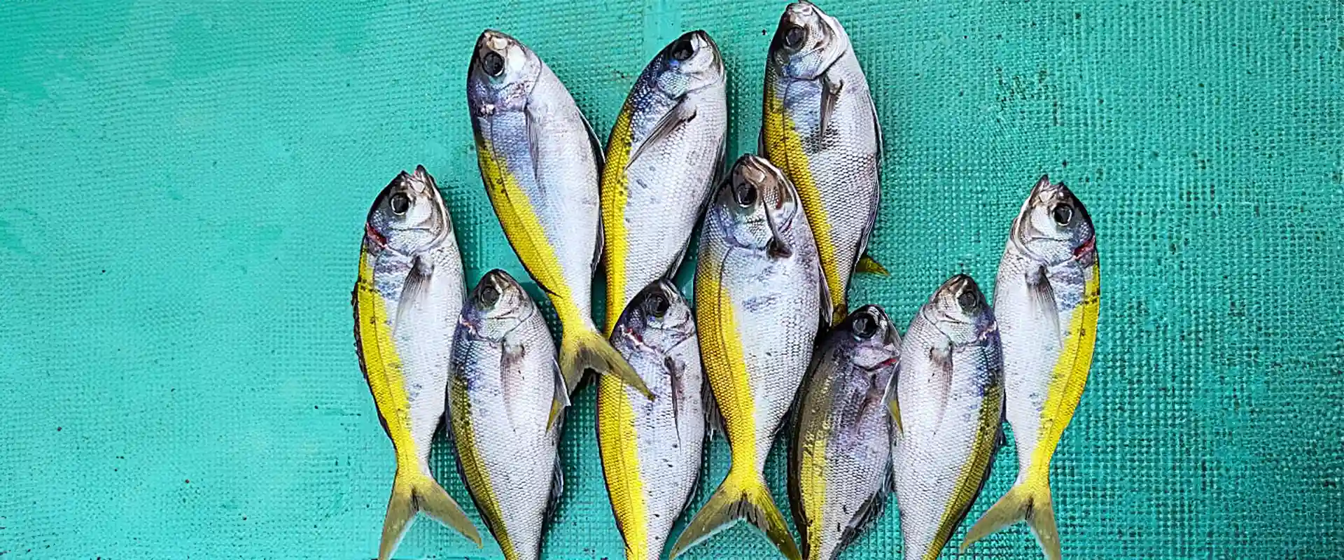 ウメイロの美味しい食べ方は塩焼き?刺身の味は?