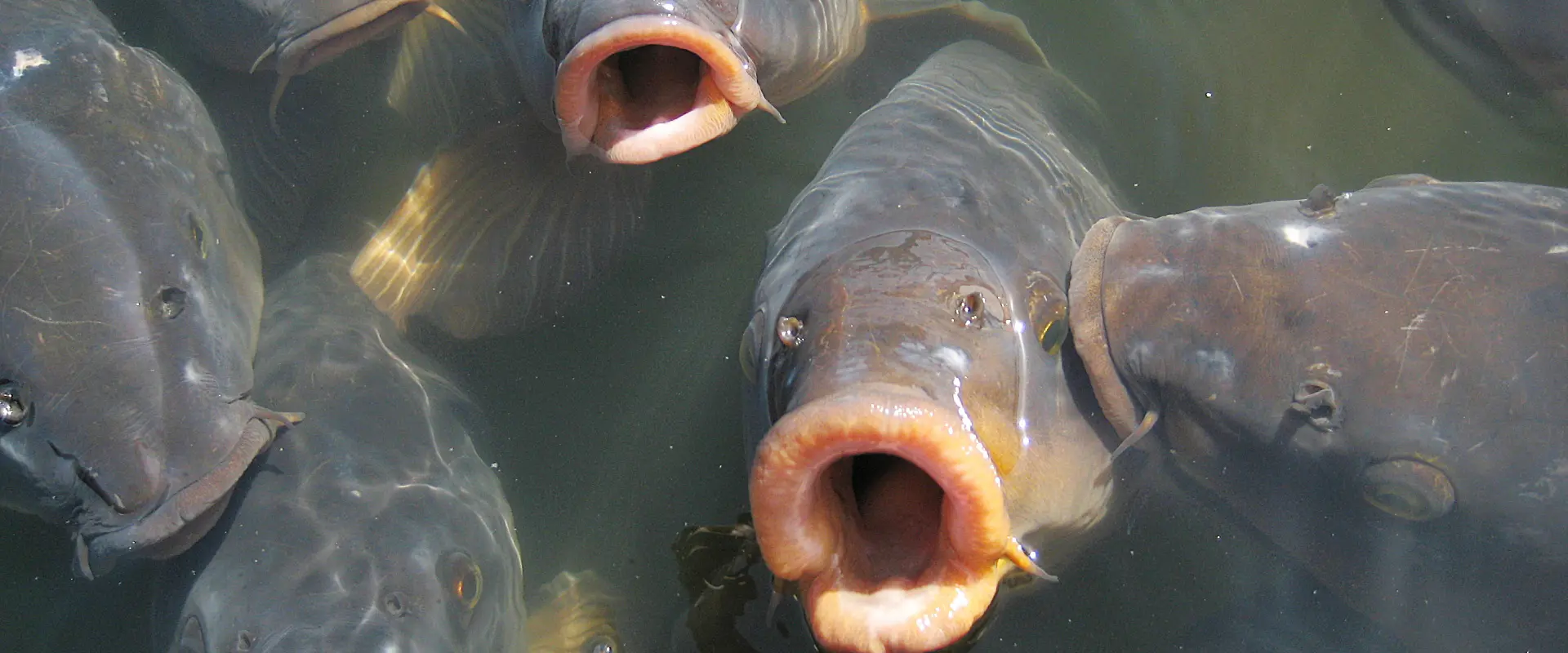 白魚(シラウオ)の踊り食いは危険?寄生虫いるの?シロウオとの違い