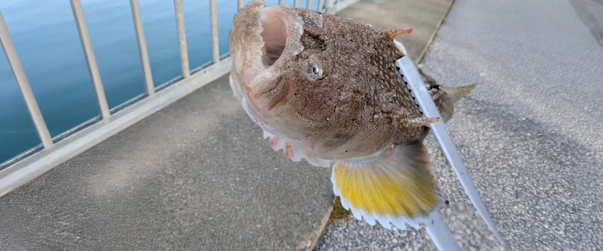 毒はあるの?