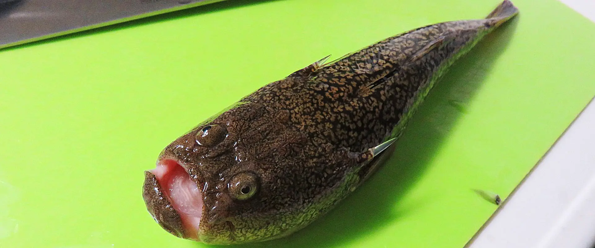 ミシマオコゼの美味しい食べ方は?