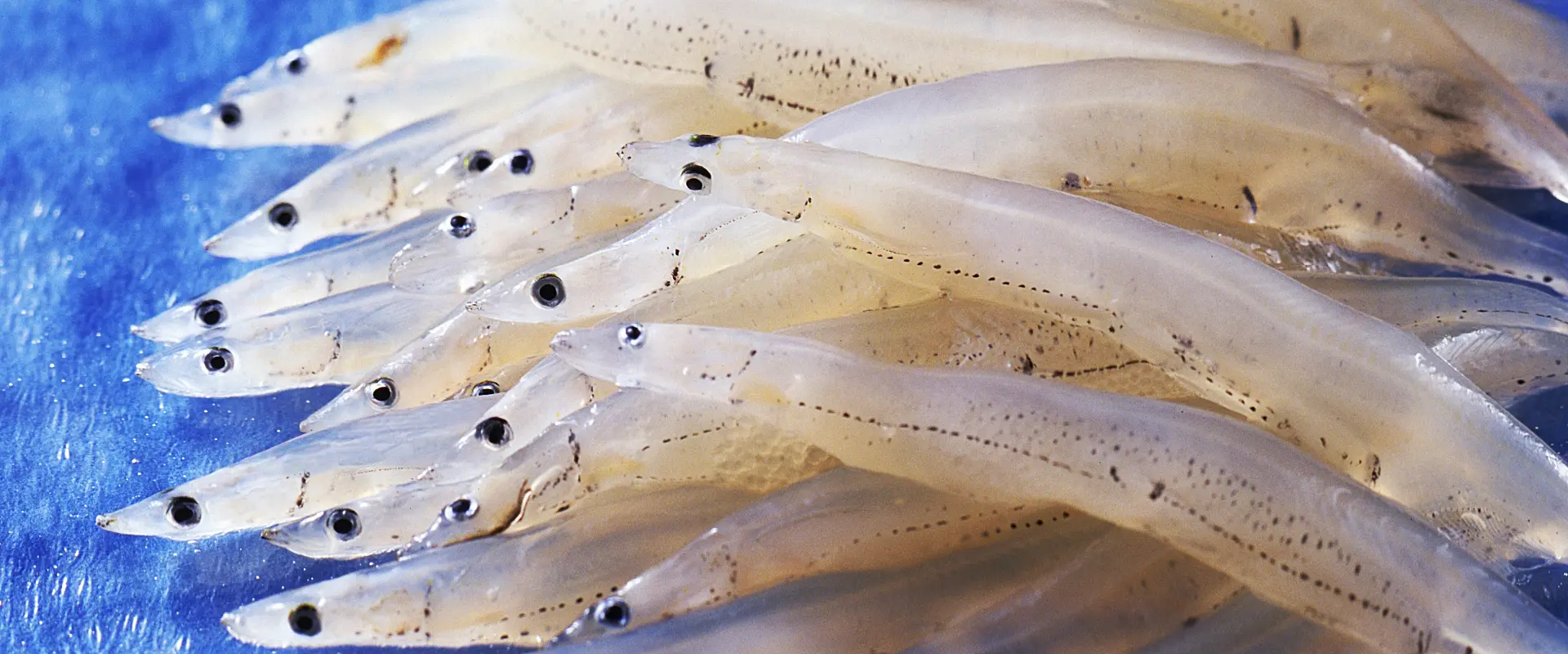 白魚(シラウオ)の踊り食いは危険?寄生虫いるの?シロウオとの違い