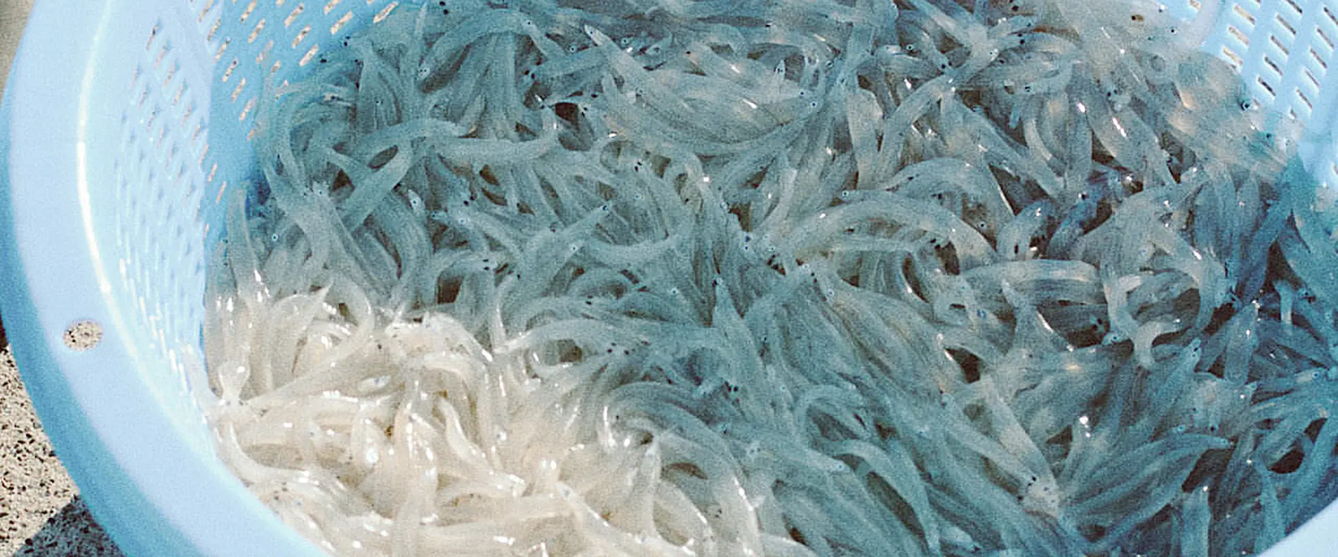 白魚(シラウオ)の踊り食いは危険?