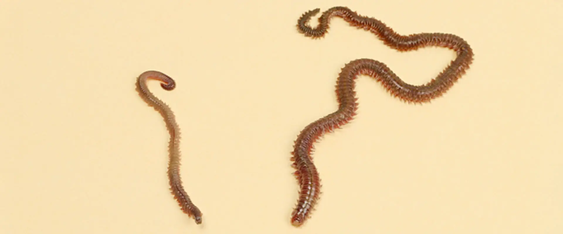 石ゴカイって噛むの？釣れる魚は？針の付け方と保存方法 まとめ