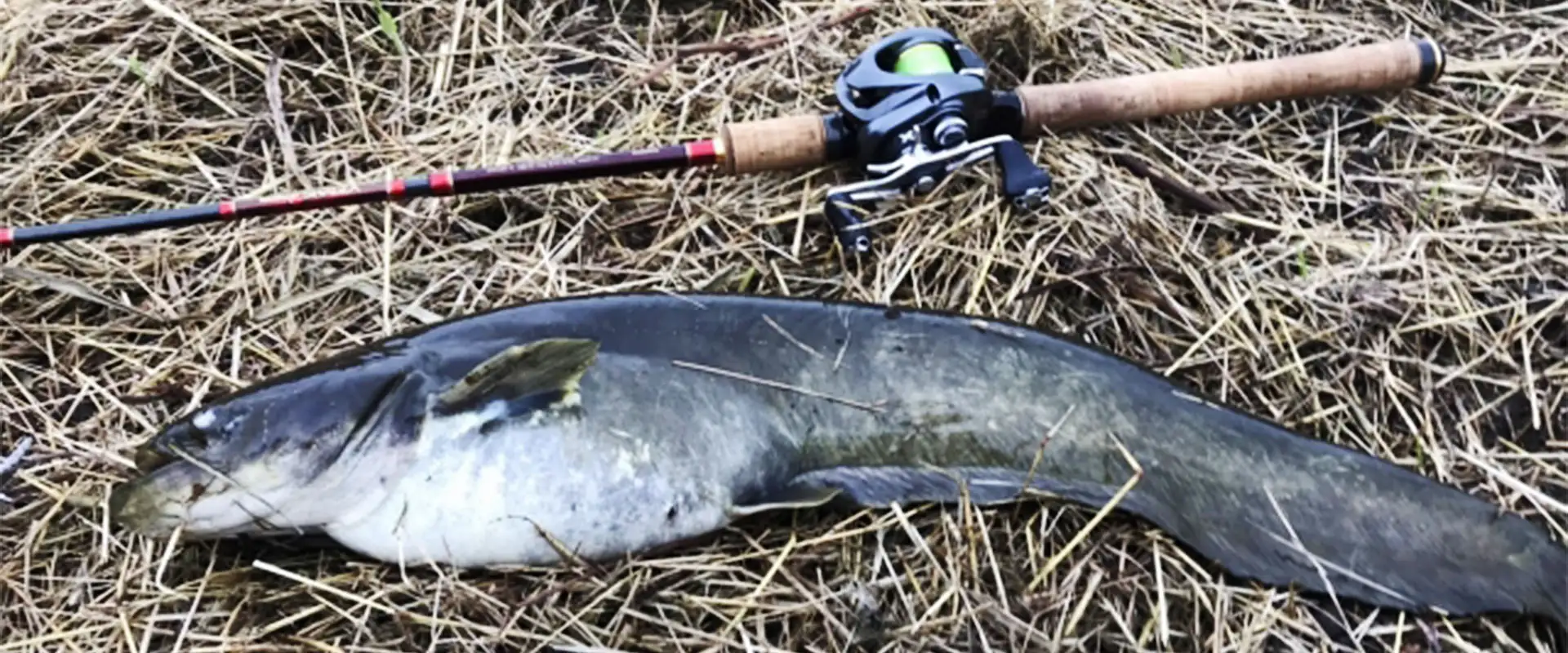 なぜ今、ナマズを食べるのか？食の持続可能な選択