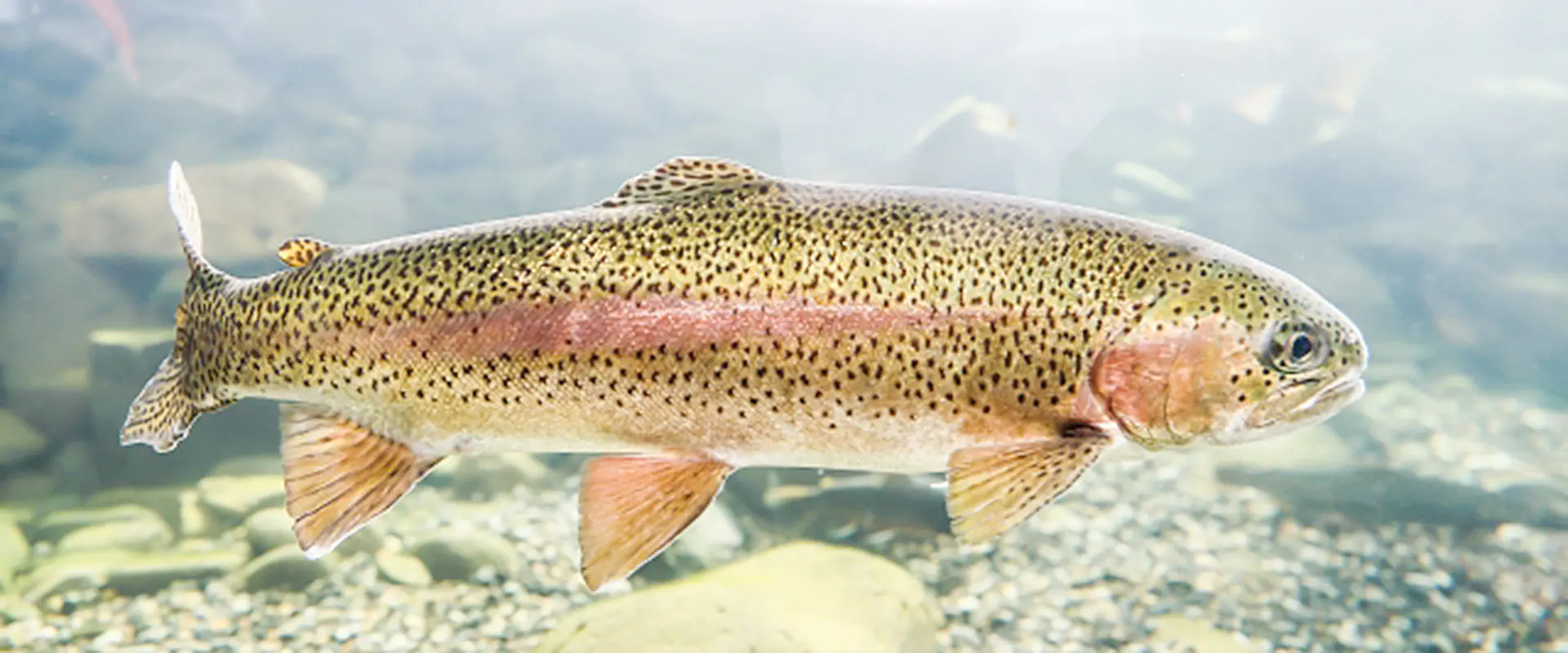 鮮度の低下や個体差による風味の落ち