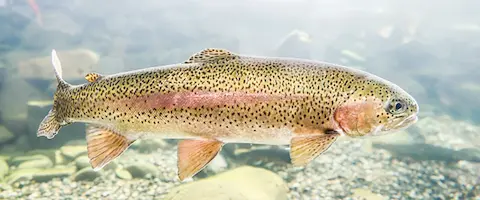 鮮度の低下や個体差による風味の落ち