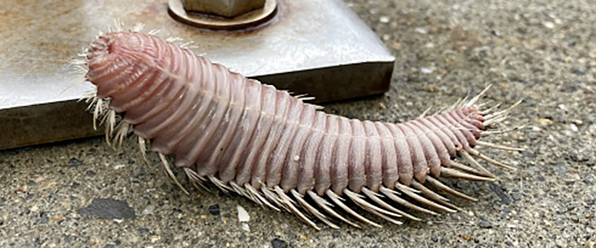 そもそもウミケムシとは?どんな生き物なの?