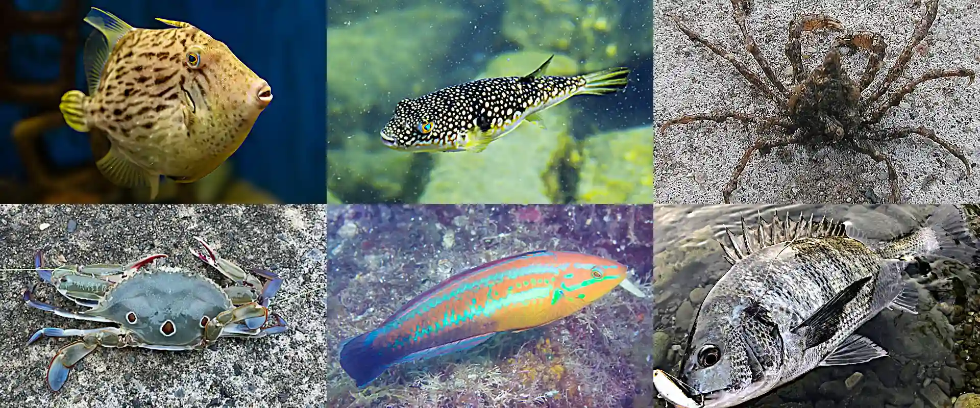 天敵の食べる魚