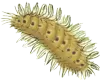 ウミケムシアイコン